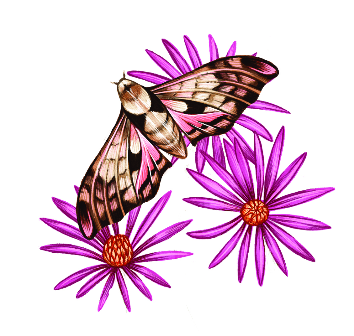 A color illustration of a moth and purple flowers